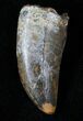 Tyrannosaur Tooth - Fine Serrations #15346-1